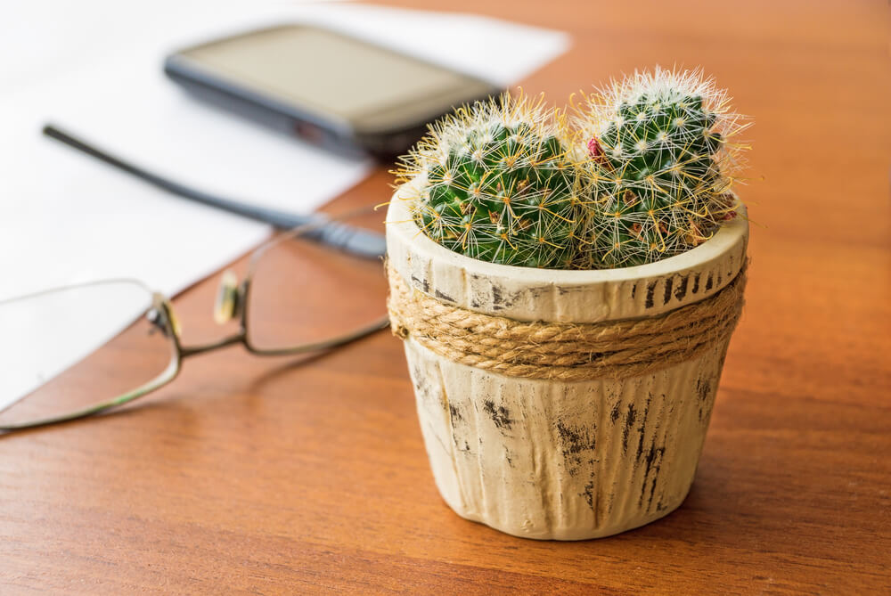 Cactus on Office Desk