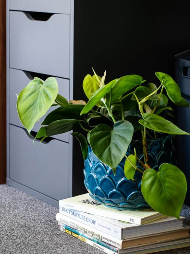 Philodendrons For Office Plants