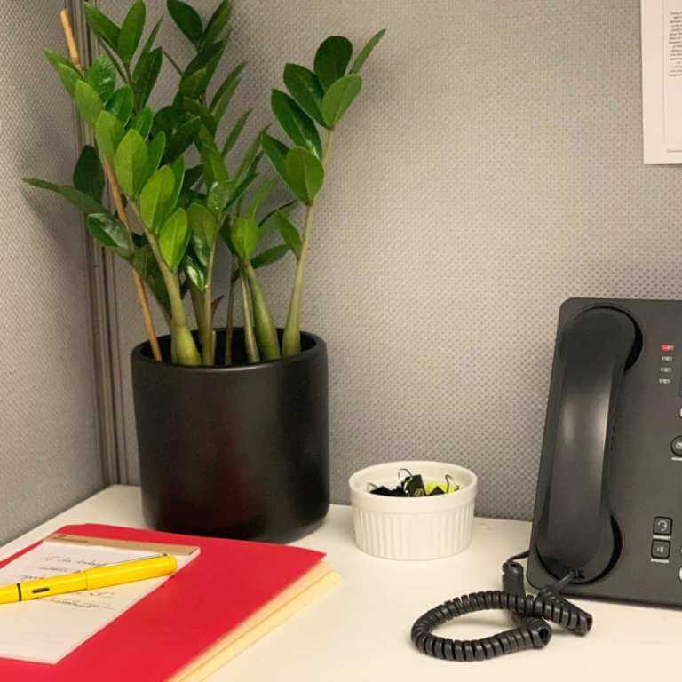ZZ Plant Thrives In Office