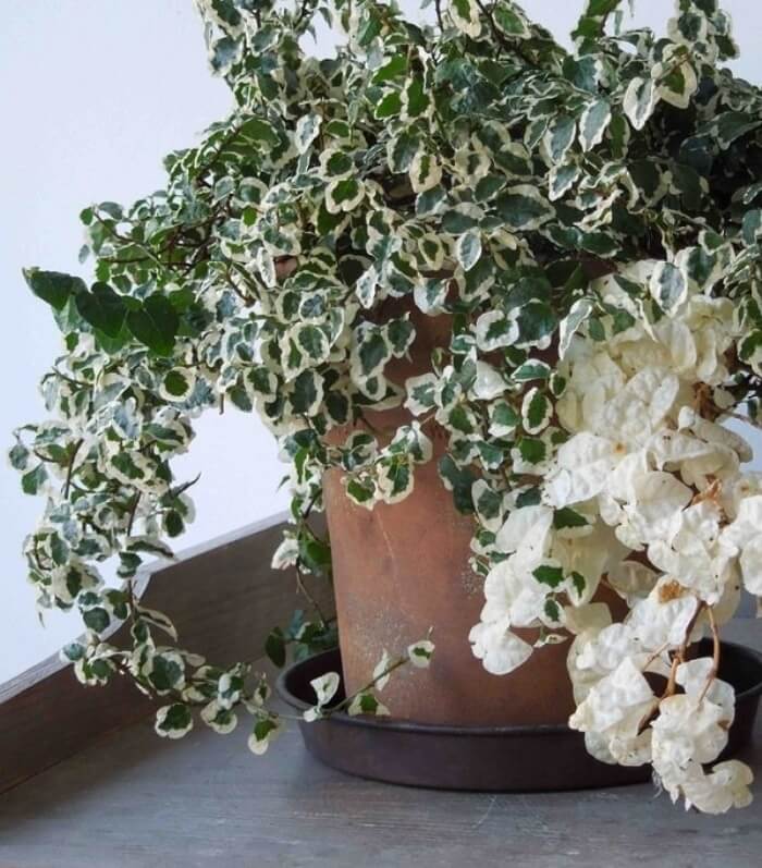 Creeping Fig In Planters