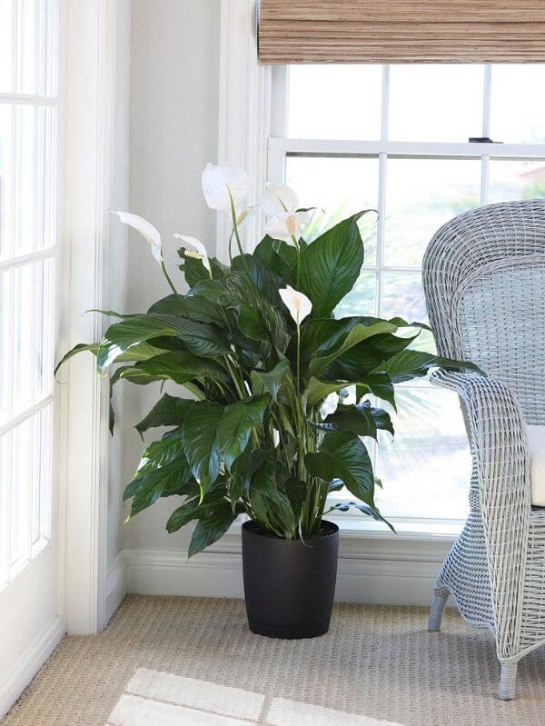 Flowering Peace Lily Plants