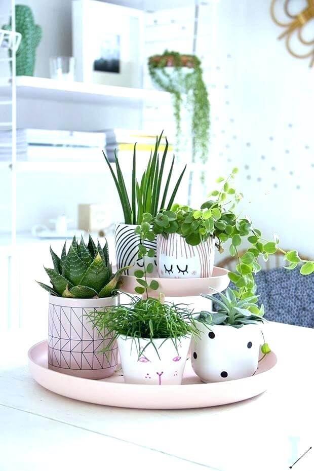 Ornamental Plants For Table Centerpiece