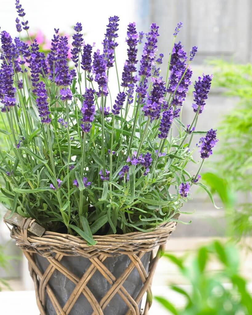 Bright Blooming Lavender Plants