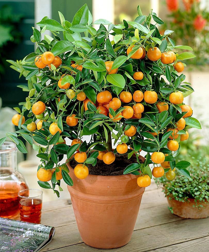 Calamondin Orange As Interior Plants