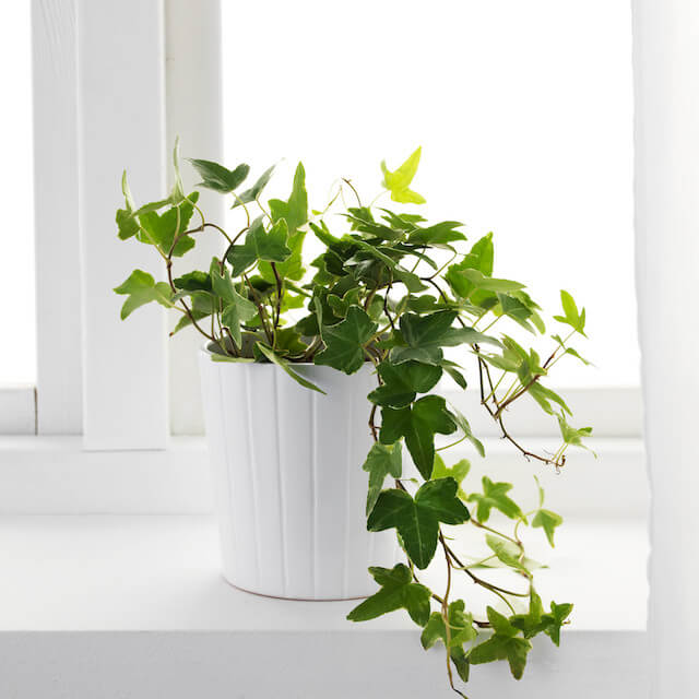 English Ivy As Interior Plants