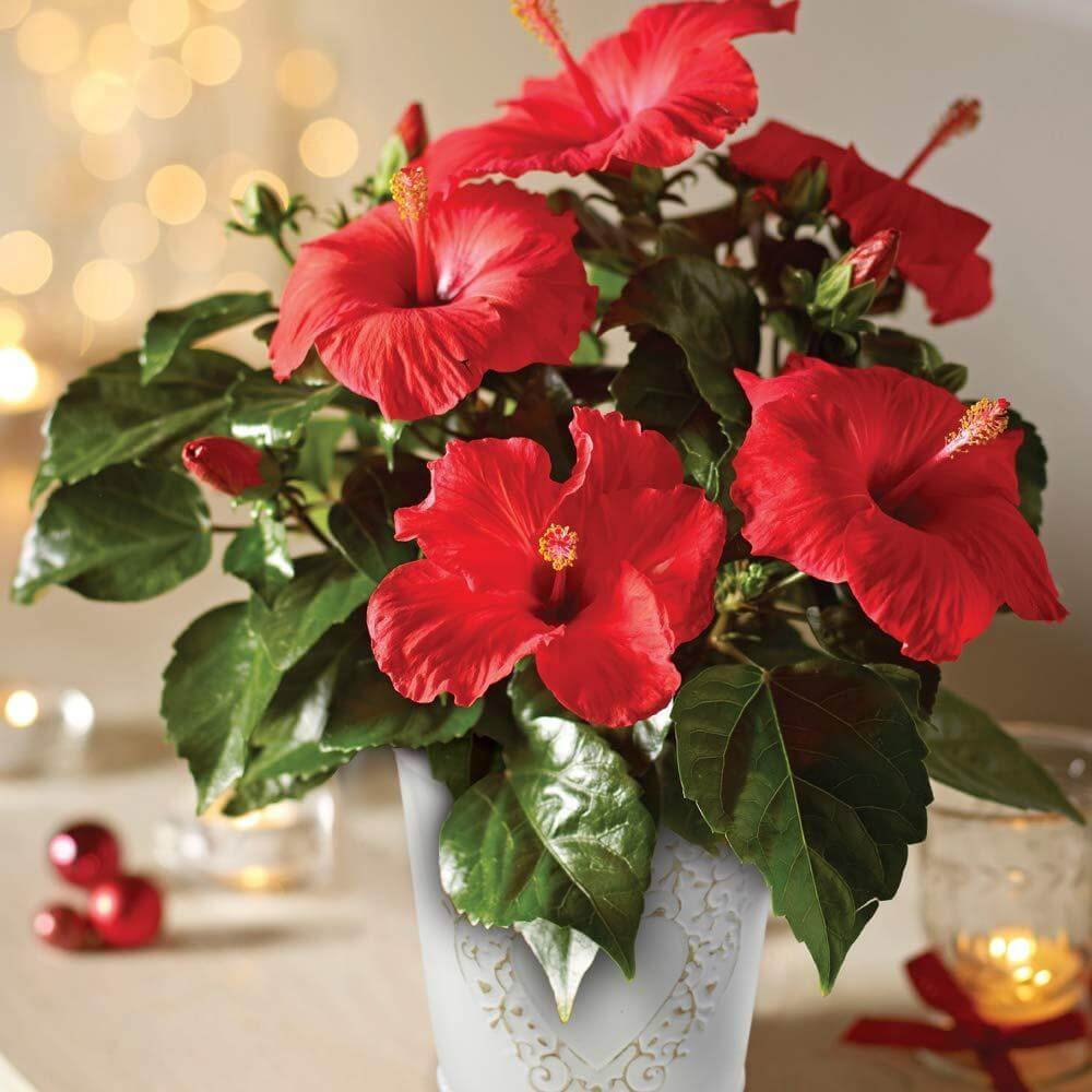 Hardy Yet Beautiful Indoor Flowering Hibiscus Plants