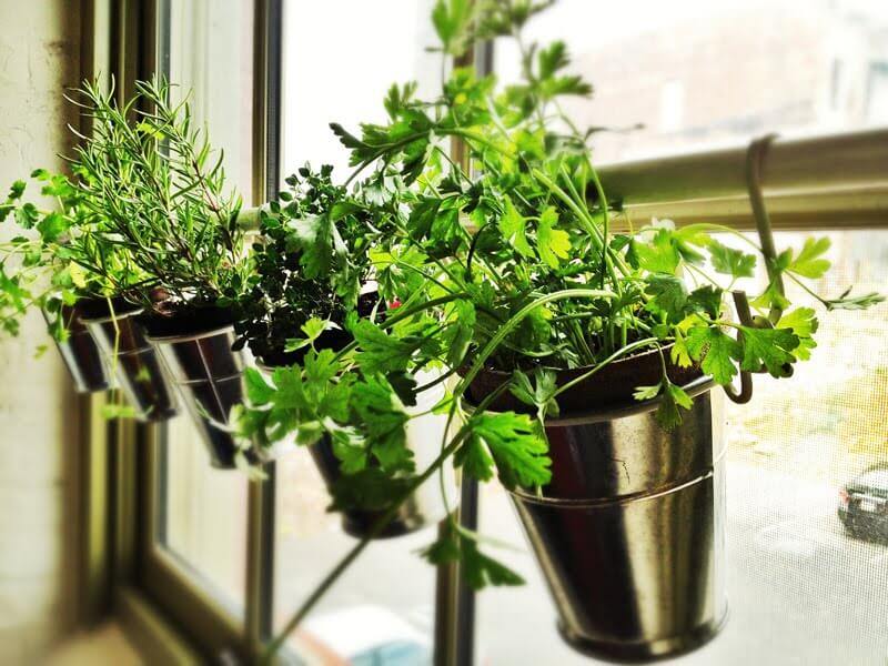Herbs In The Kitchen