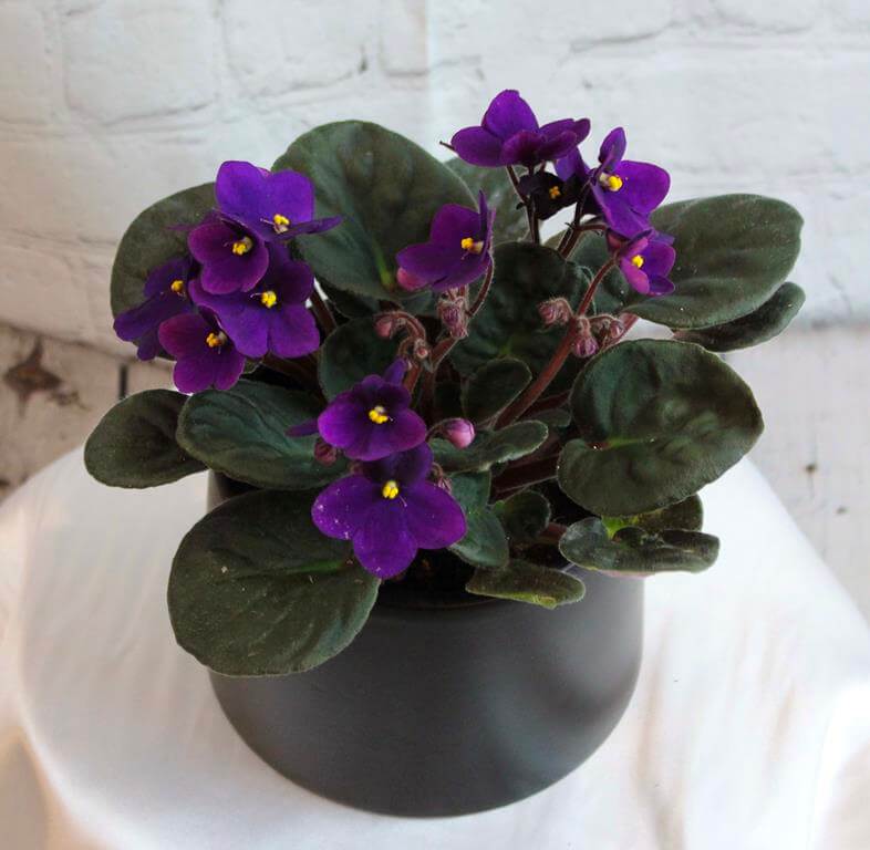 Perennially Blooming African Violets