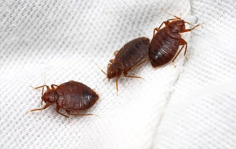 10 Common Pests Eliminated by Heat Treatment